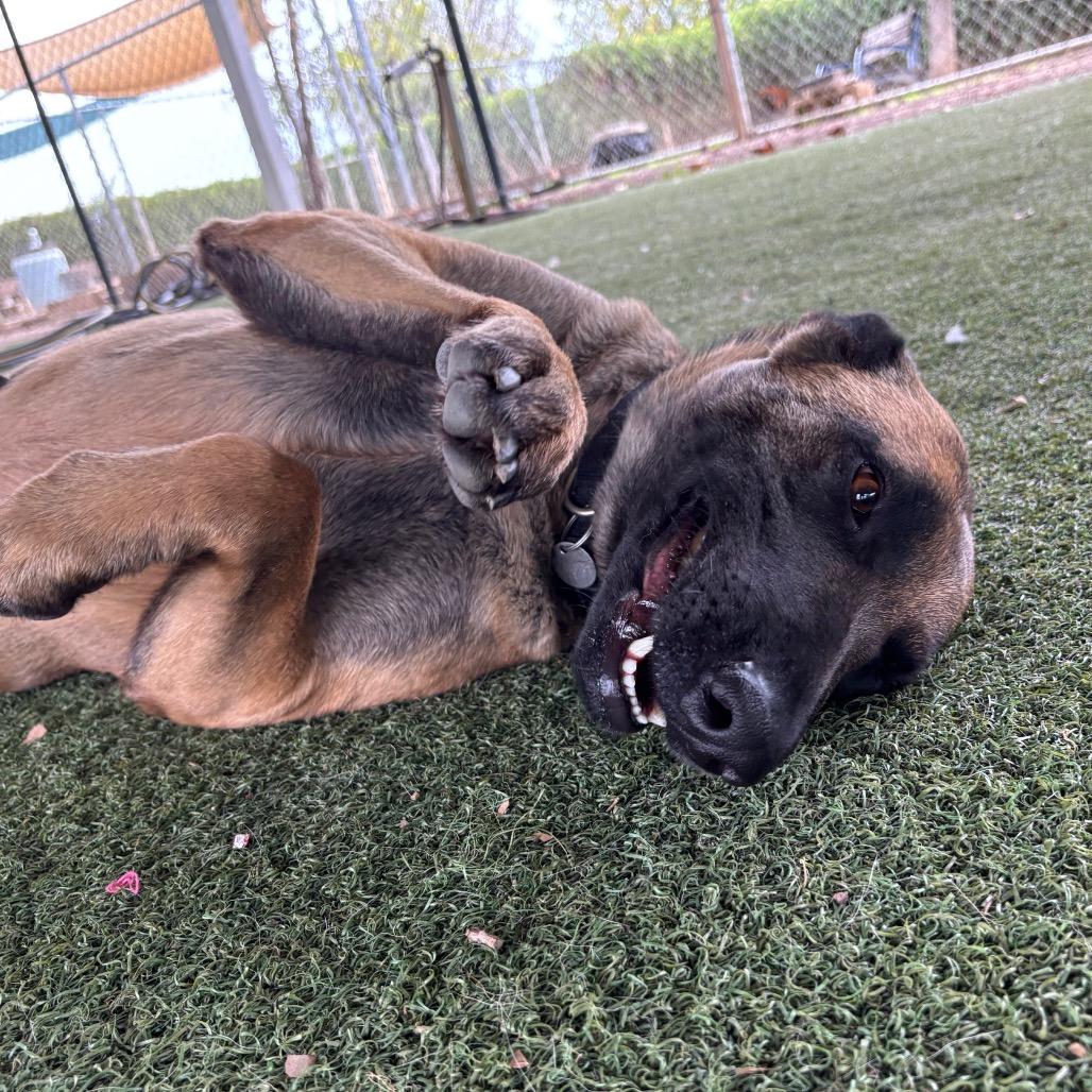 Enlarge Paisley, a Adoptable mixed breed in Riverside, CA image 3/6