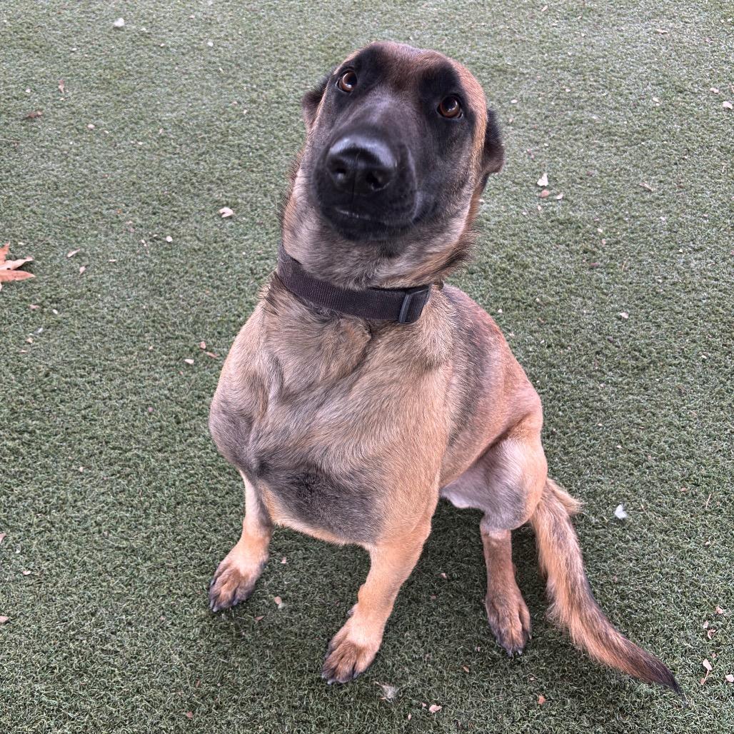 Enlarge Paisley, a Adoptable mixed breed in Riverside, CA image 4/6