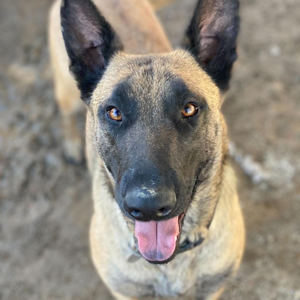 Enlarge Paisley, a Adoptable mixed breed in Riverside, CA image 5/6