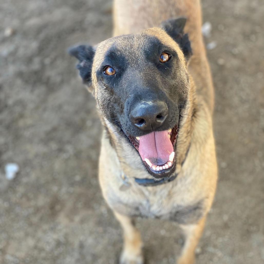 Enlarge Paisley, a Adoptable mixed breed in Riverside, CA image 6/6