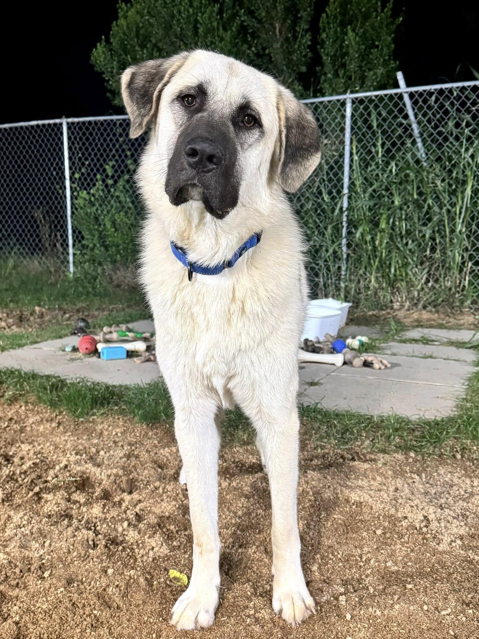 Enlarge Indy, a Adoptable mixed breed in  Bullard , TX image 2/2