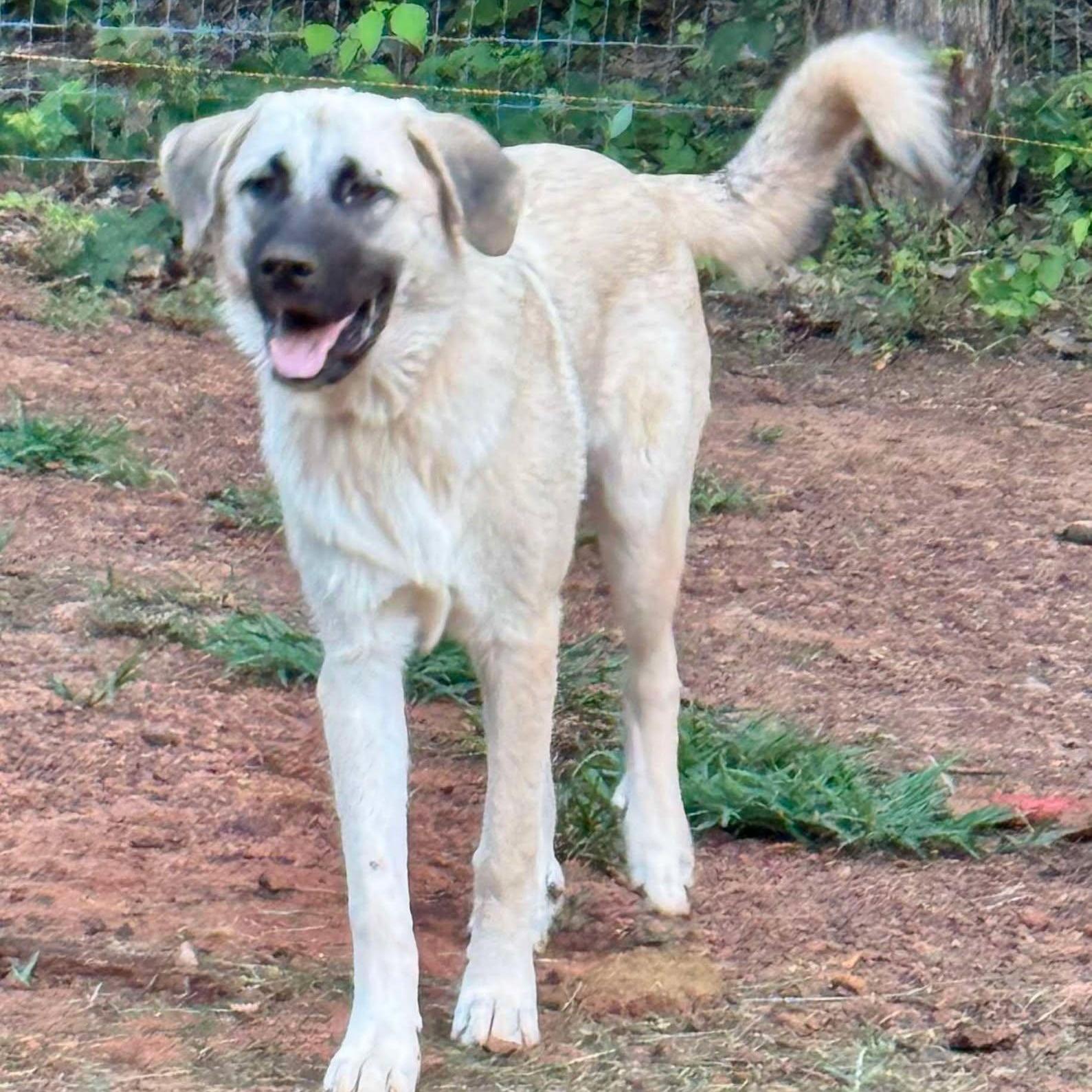 Indy, Adoptable, Young Male Anatolian Shepherd & Great Pyrenees.