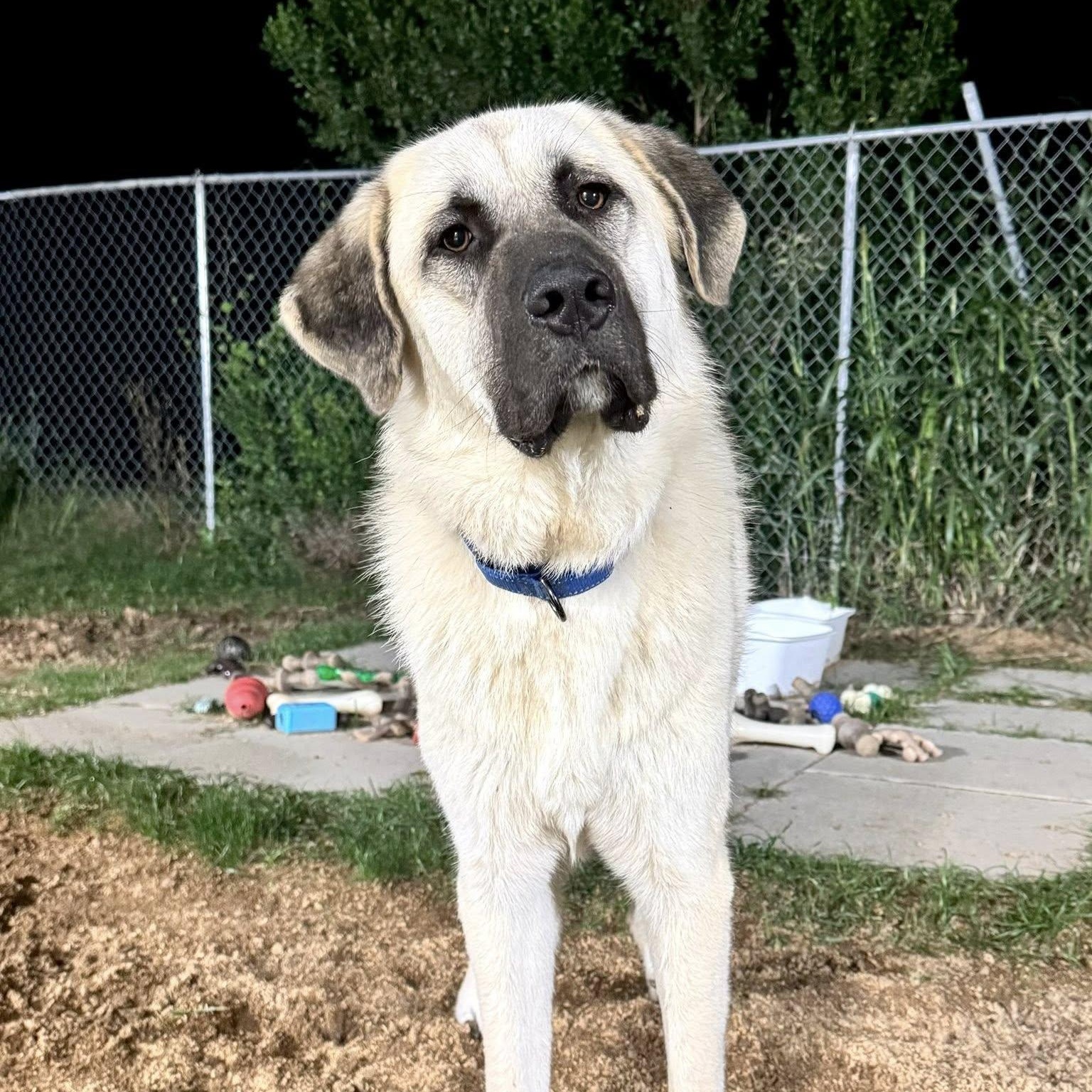 Indy, Adoptable, Young Male Anatolian Shepherd & Great Pyrenees.