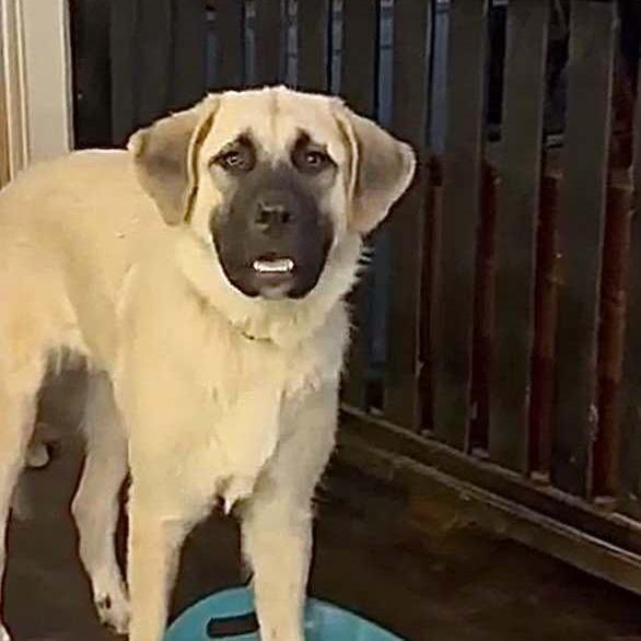 Enlarge Indy, a Adoptable mixed breed in  Bullard , TX image 2/3