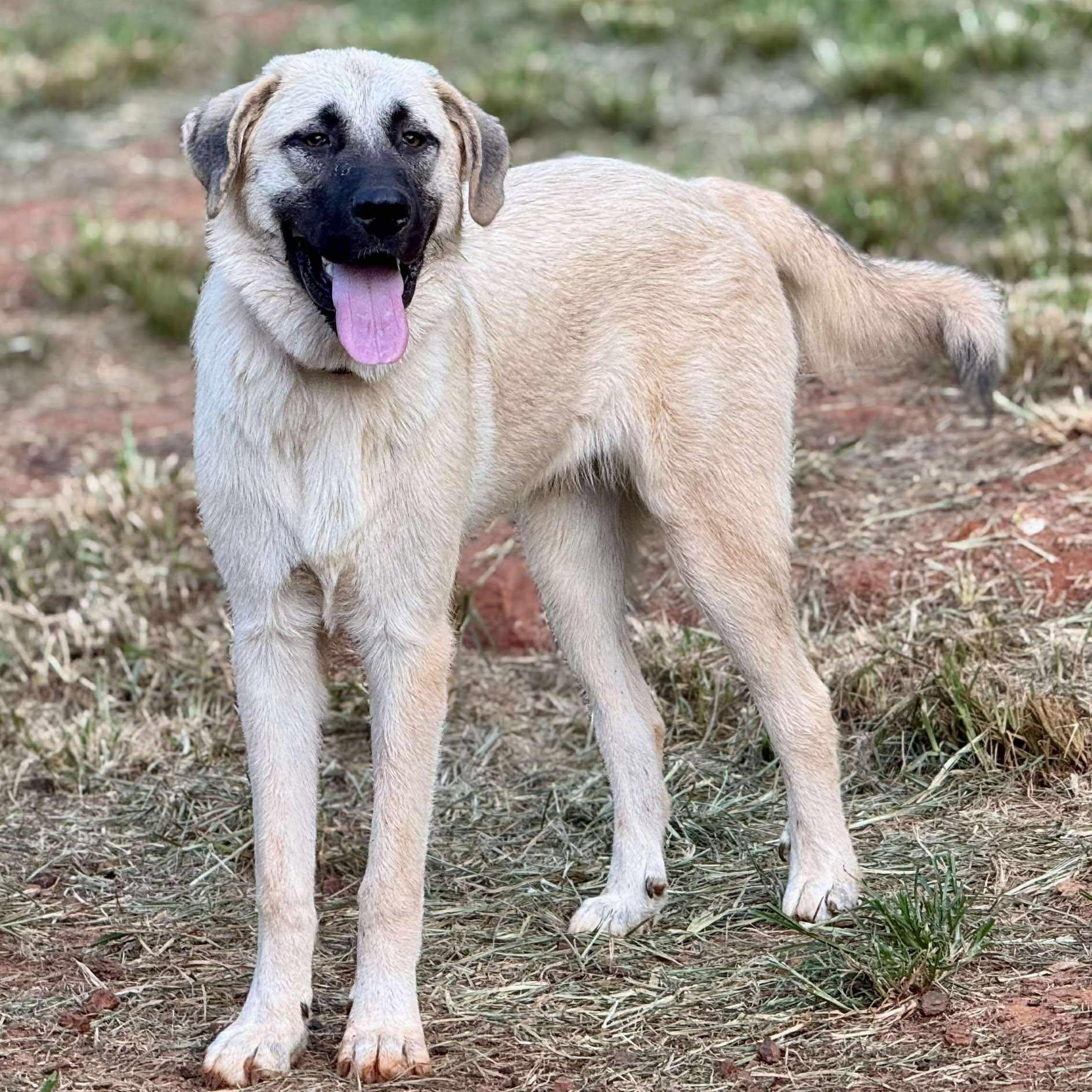 Enlarge Indy, a Adoptable mixed breed in  Bullard , TX image 3/3