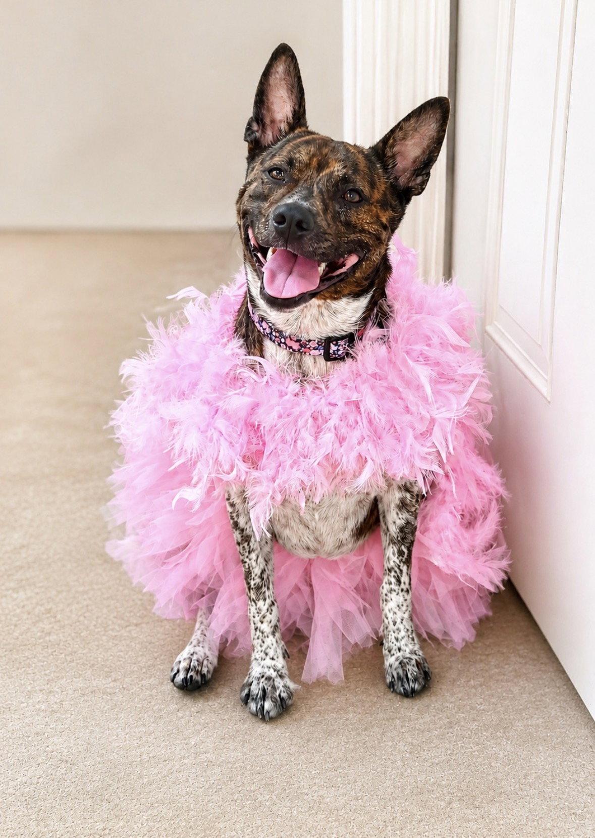 Enlarge Angel, a Adoptable mixed breed in Dallas, TX image 2/3