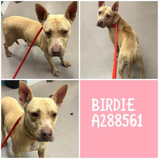 Enlarge BIRDIE, a Adoptable mixed breed in Macon, GA image 1/1