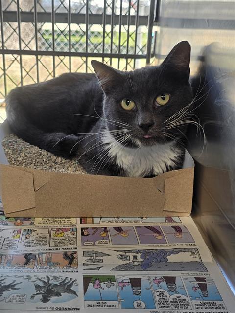 FREGON, Adoptable, Adult Male Domestic Short Hair.