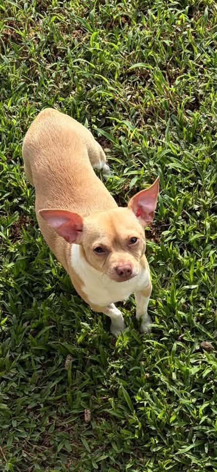 Enlarge Stubby, a Adoptable mixed breed in Walker, LA image 2/3