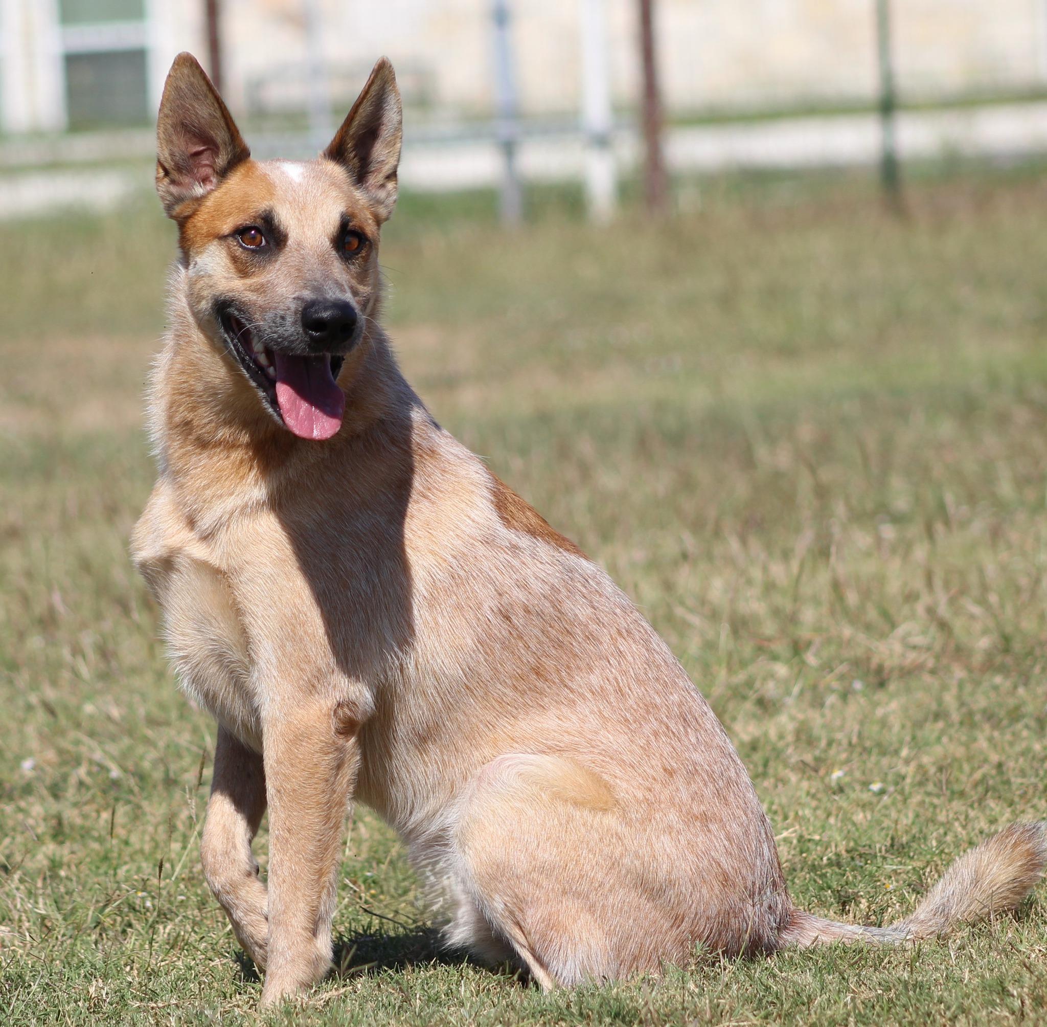 Jack, Adoptable, Adult Male Cattle Dog.