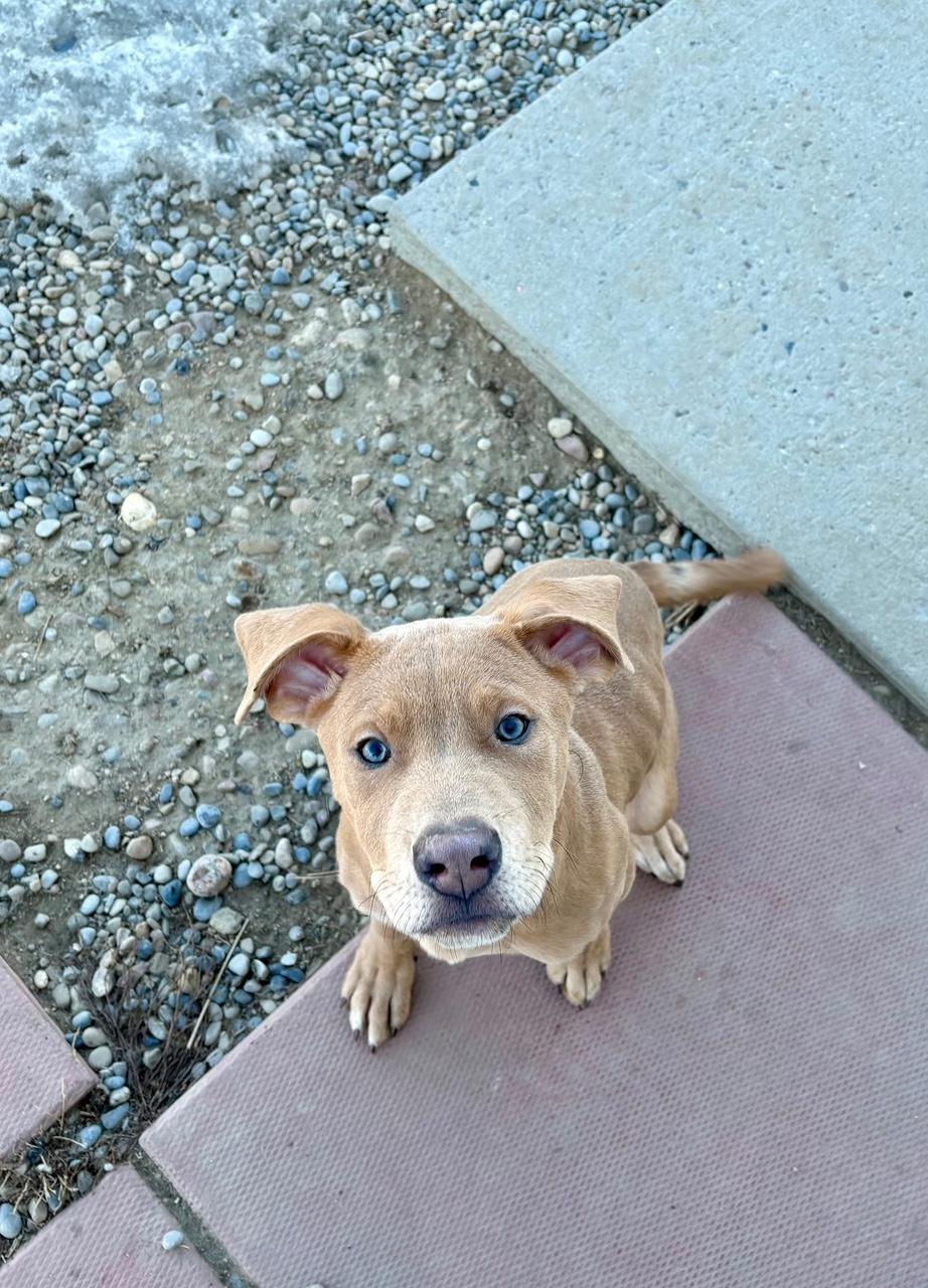 Boston, an adopted mixed breed in Bonnyville, AB image 1/2