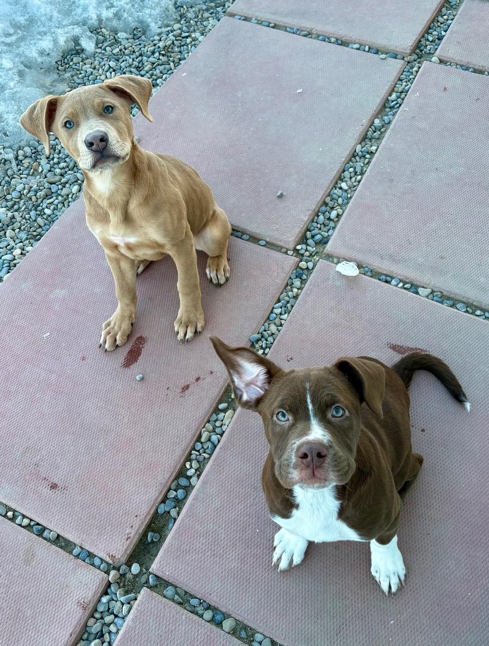 Boston, an adopted mixed breed in Bonnyville, AB image 2/2