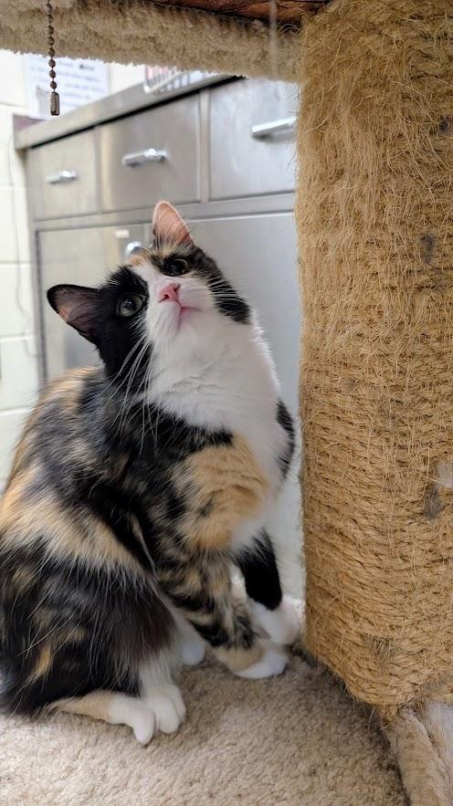 Fontina, a ADOPTABLE Domestic Medium Hair in Coquitlam, BC image 2/3