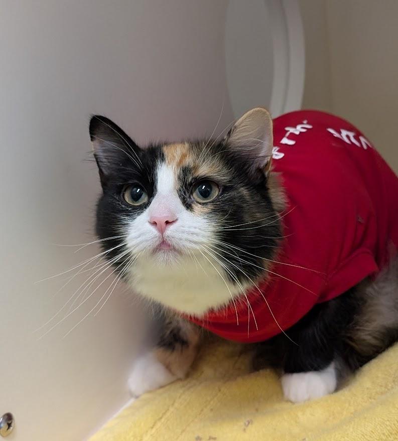 Fontina, a ADOPTABLE Domestic Medium Hair in Coquitlam, BC image 3/3
