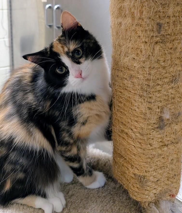 Fontina, ADOPTABLE, Adult Female Domestic Medium Hair.