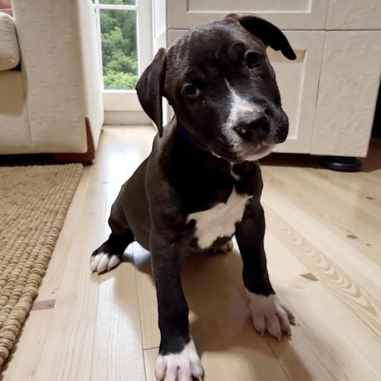 Enlarge Onyxius, a Adoptable mixed breed in Bellingham, WA image 1/4