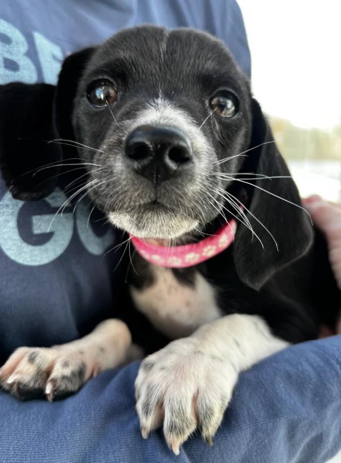 Enlarge Glinda, a Adopted Mixed Breed in Lindenhurst, NY image 1/1