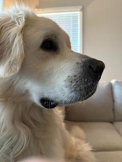 Conor, a Adoptable mixed breed in Manhasset, NY image 5/6