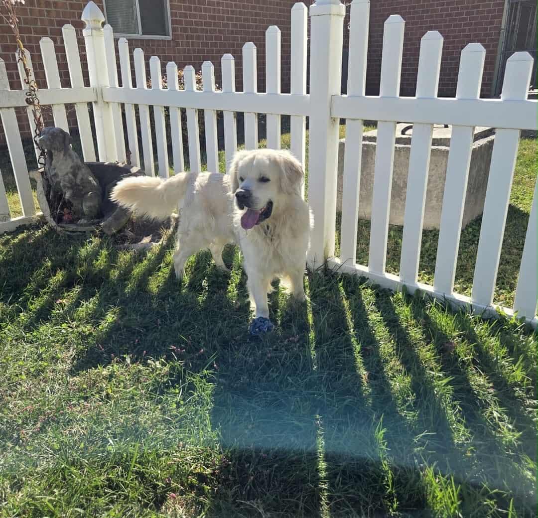 Conor, a Adoptable mixed breed in Manhasset, NY image 4/6