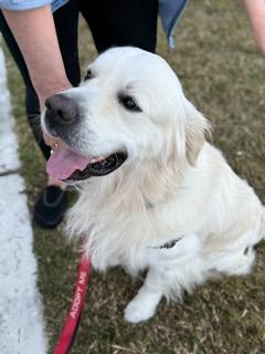 Conor, a Adoptable mixed breed in Manhasset, NY image 2/6