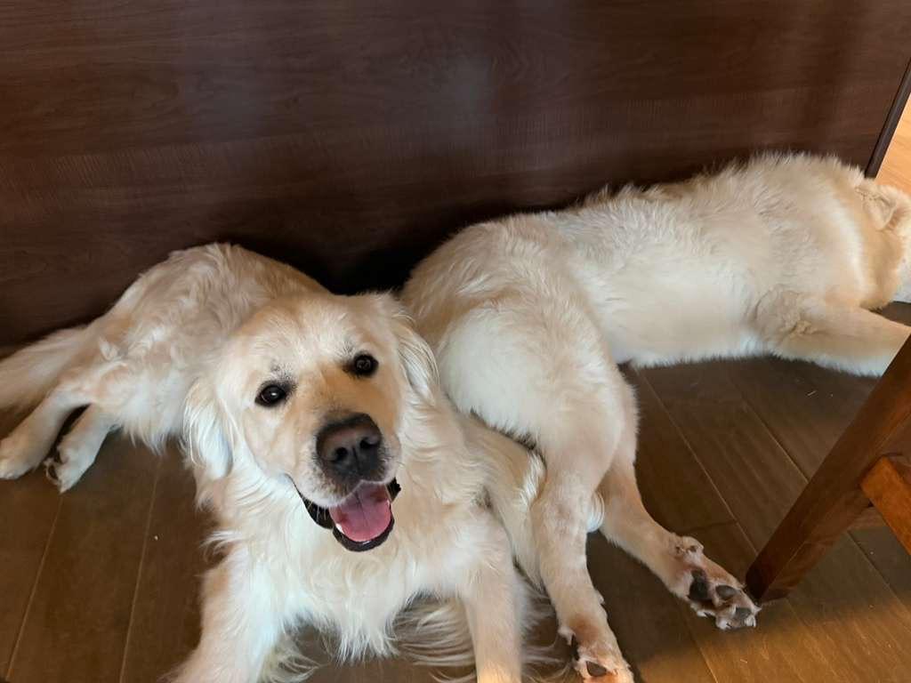 Conor, a Adoptable mixed breed in Manhasset, NY image 6/6