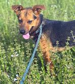 Adele, Young Female Terrier