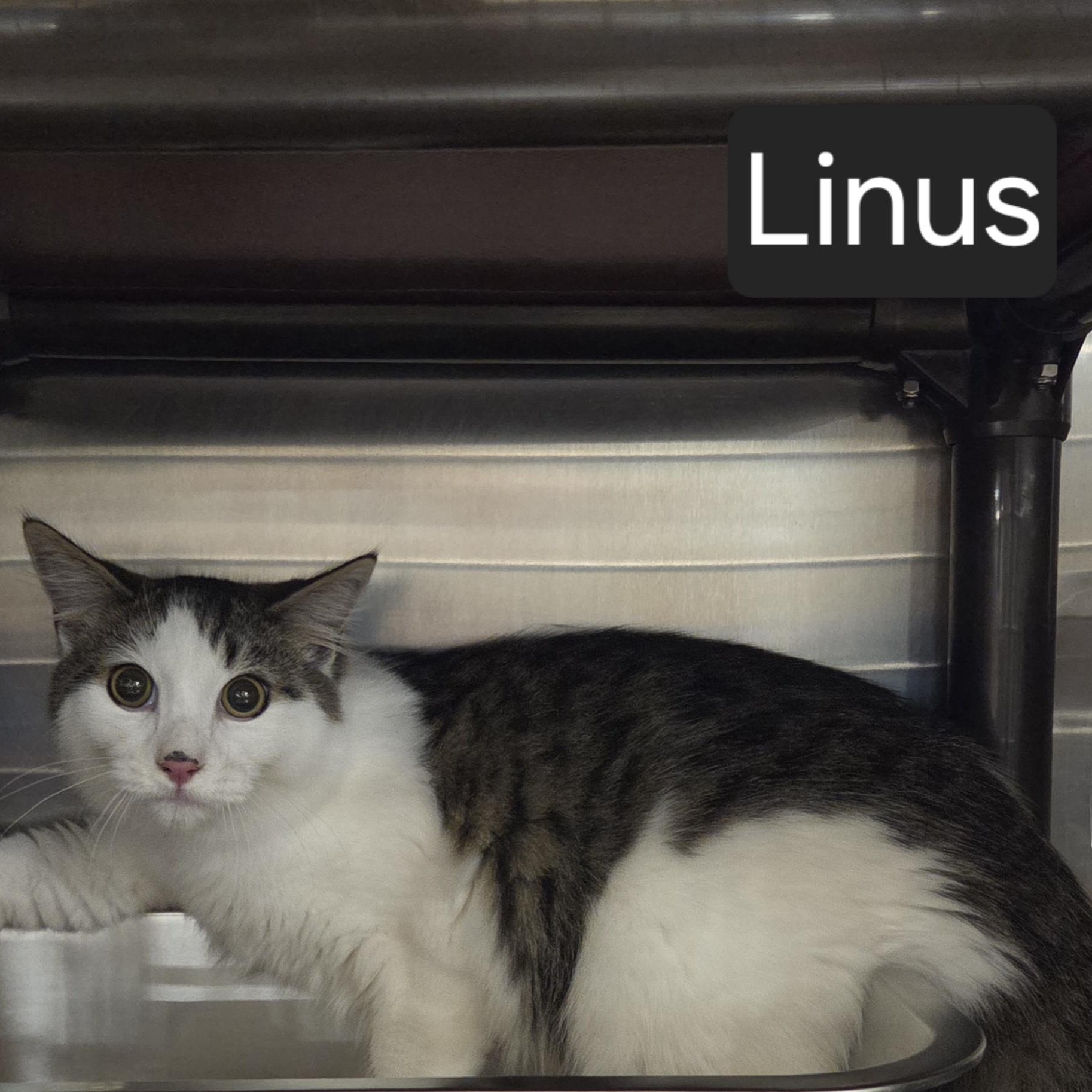Linus, an adopted Domestic Short Hair in SNOW HILL, NC image 2/2