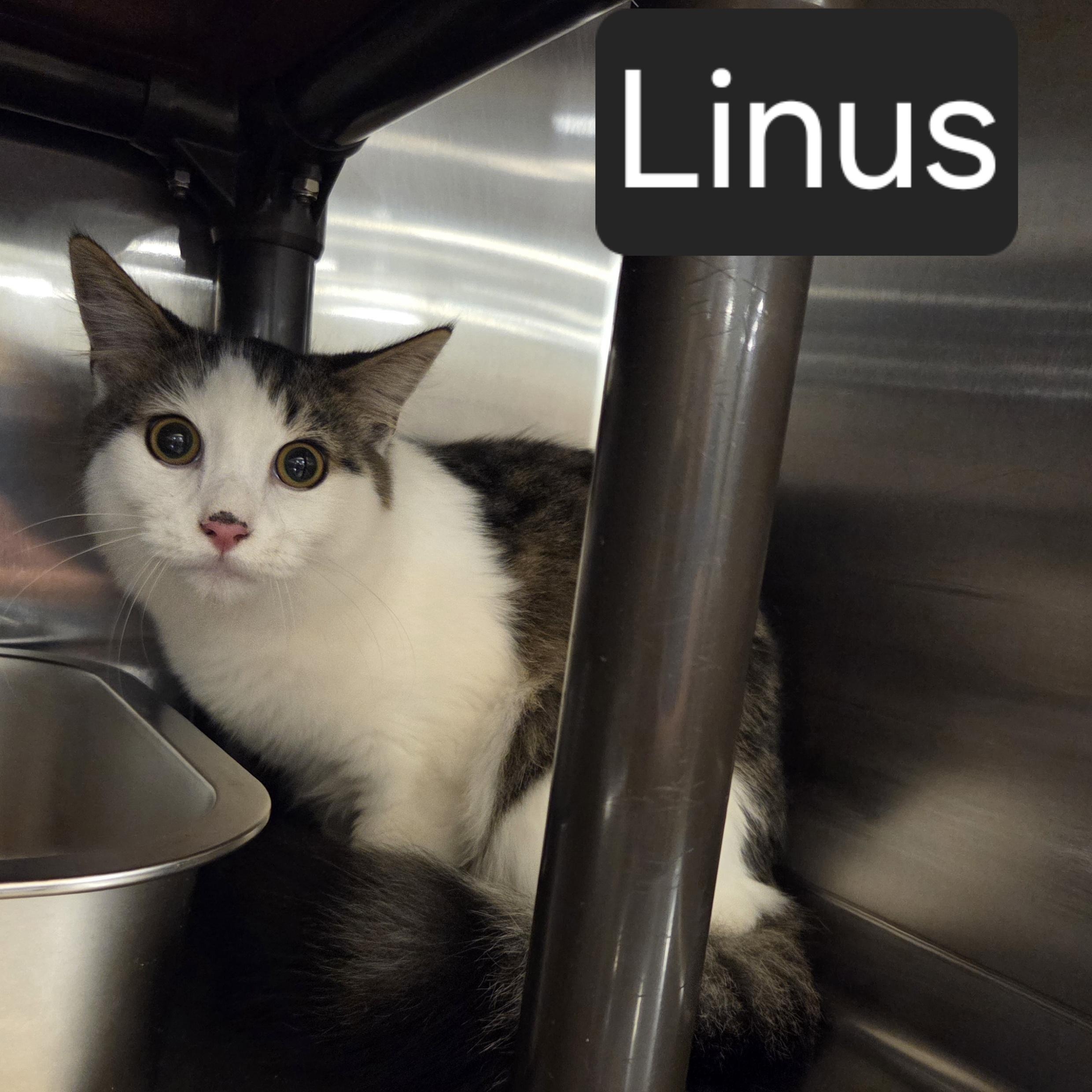 Linus, an adopted Domestic Short Hair in SNOW HILL, NC image 1/2