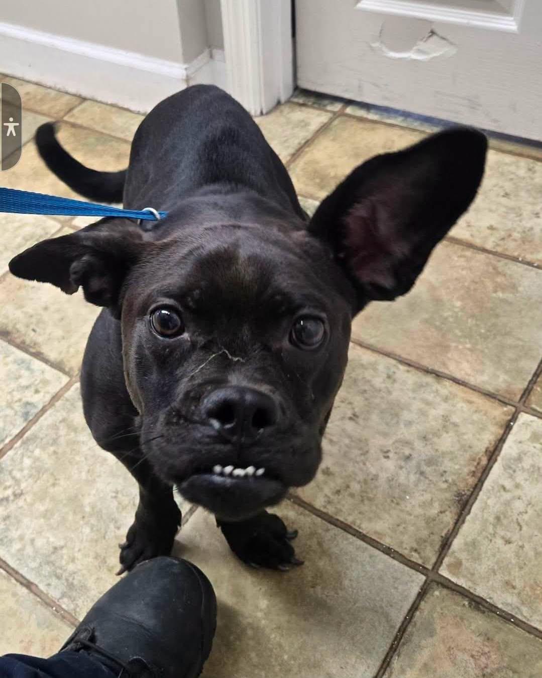 Trixie, Adoptable, Young Female Boxer & Chihuahua.