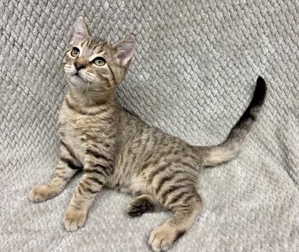 Enlarge Berry Sanders, a Adoptable Domestic Short Hair in Gray, LA image 1/1