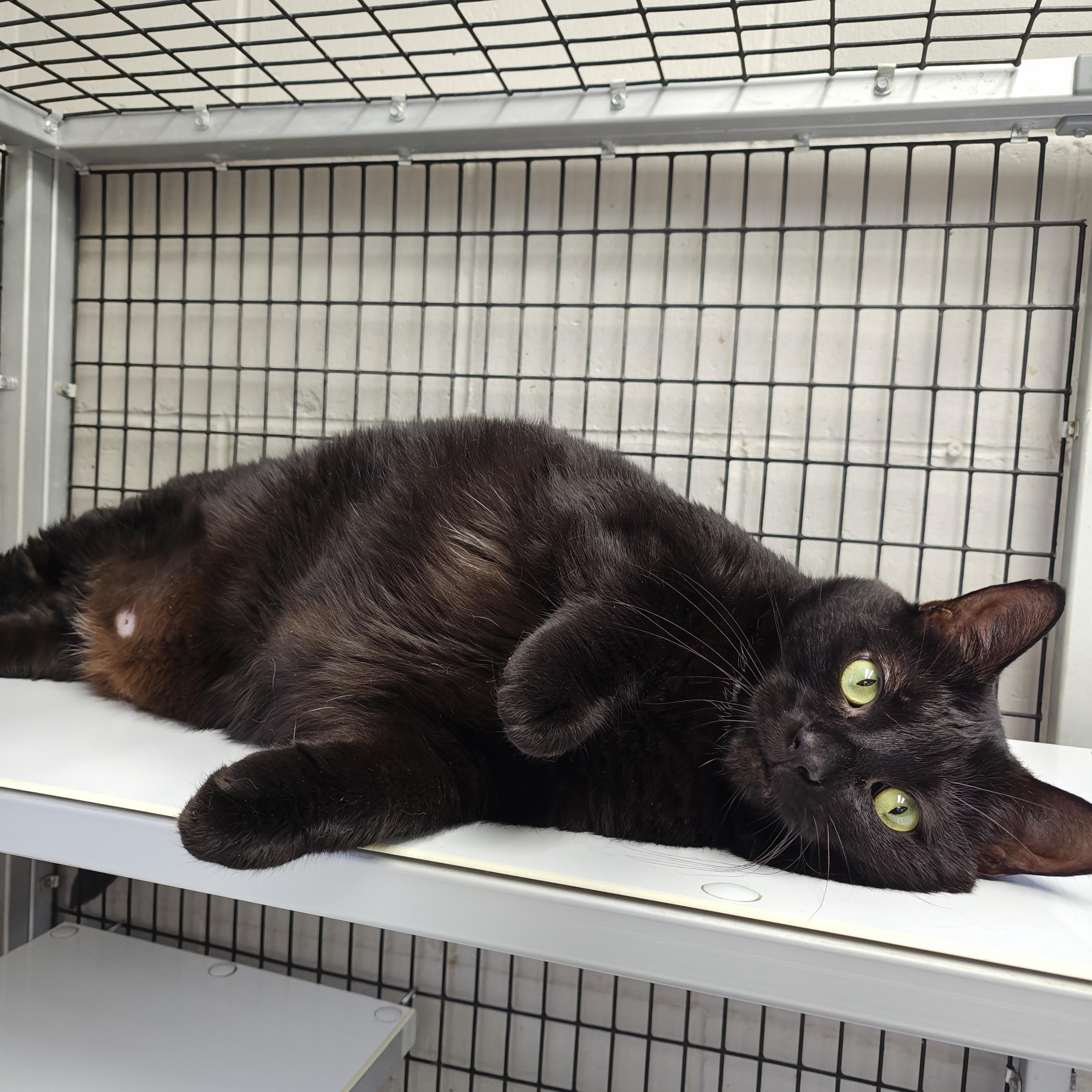 Linus, Adoptable, Adult Male Domestic Short Hair.