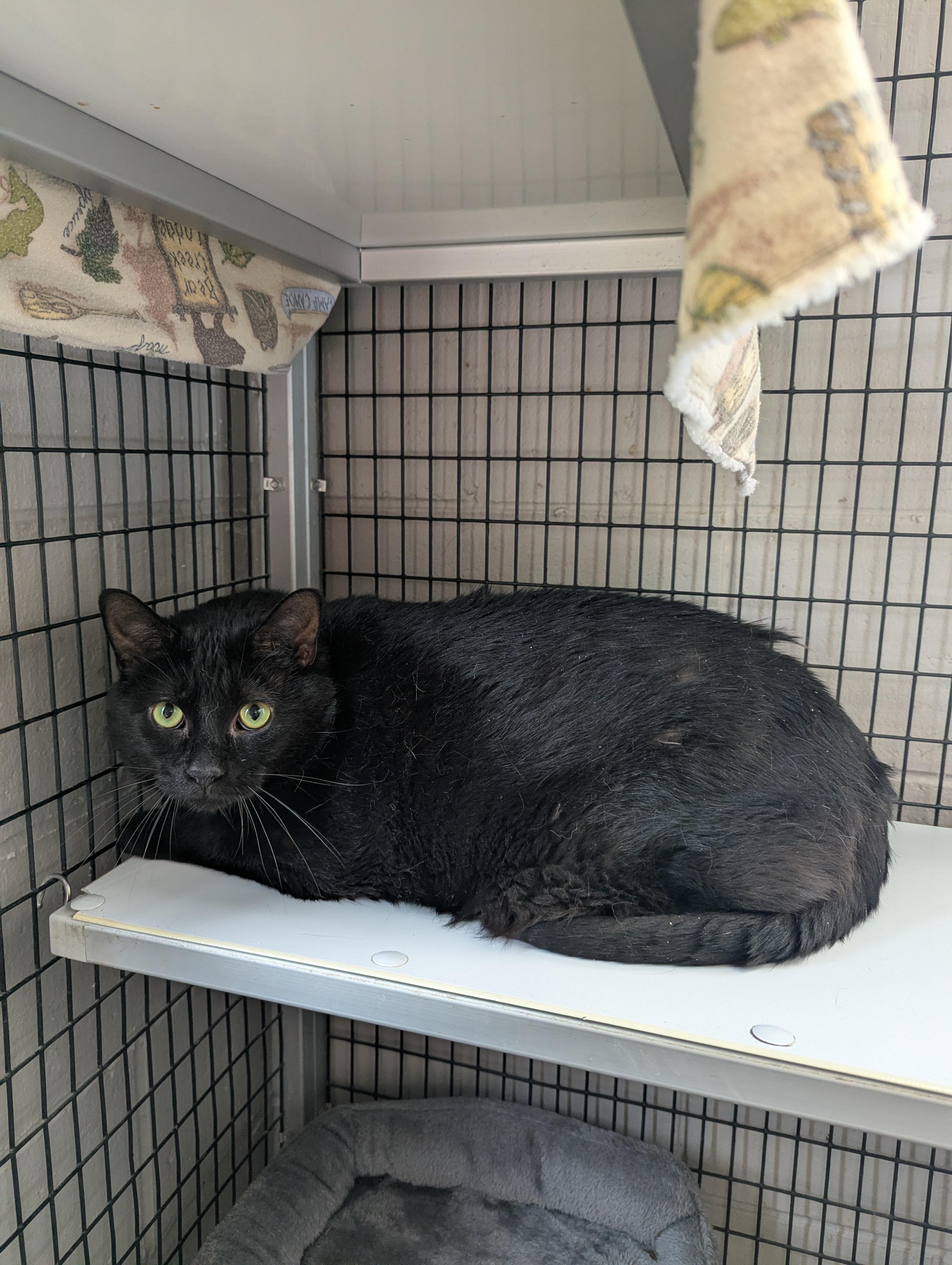 Enlarge Linus, a Adoptable Domestic Short Hair in Oconto, WI image 1/1