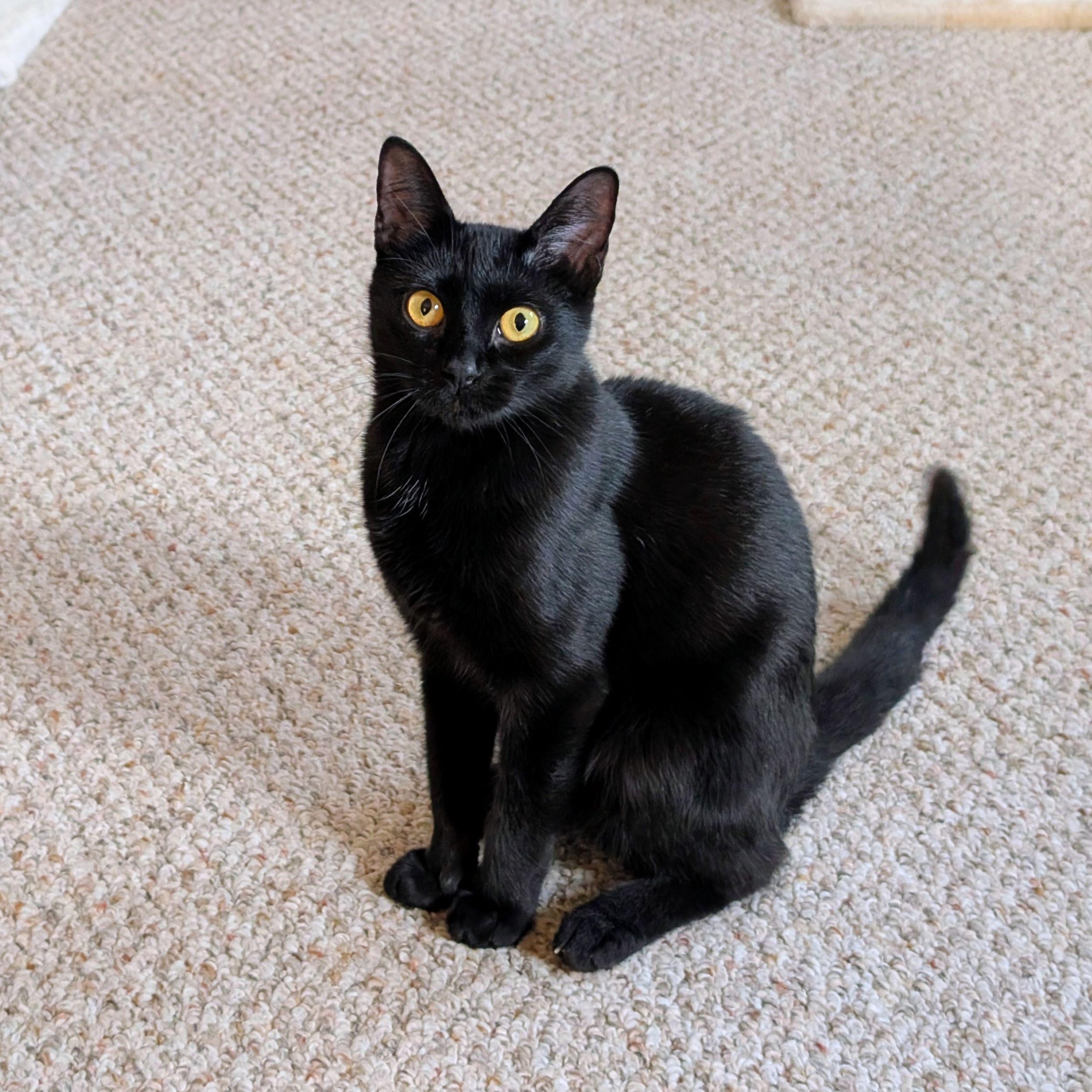 Hayley, an adoptable Domestic Short Hair in Calgary, AB, T2E 3Z7 | Photo Image 1