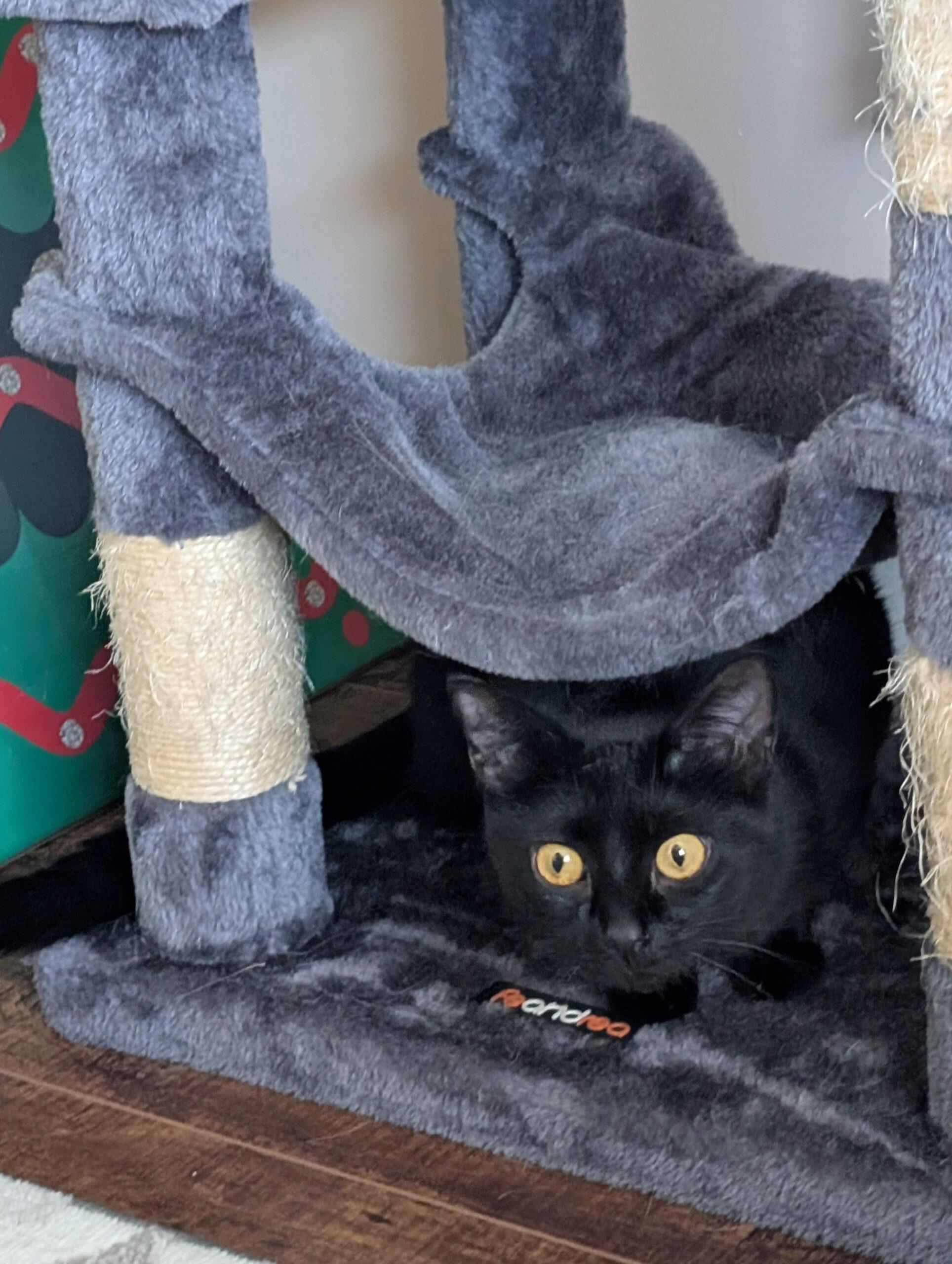 Hayley, an adoptable Domestic Short Hair in Calgary, AB, T2E 3Z7 | Photo Image 4