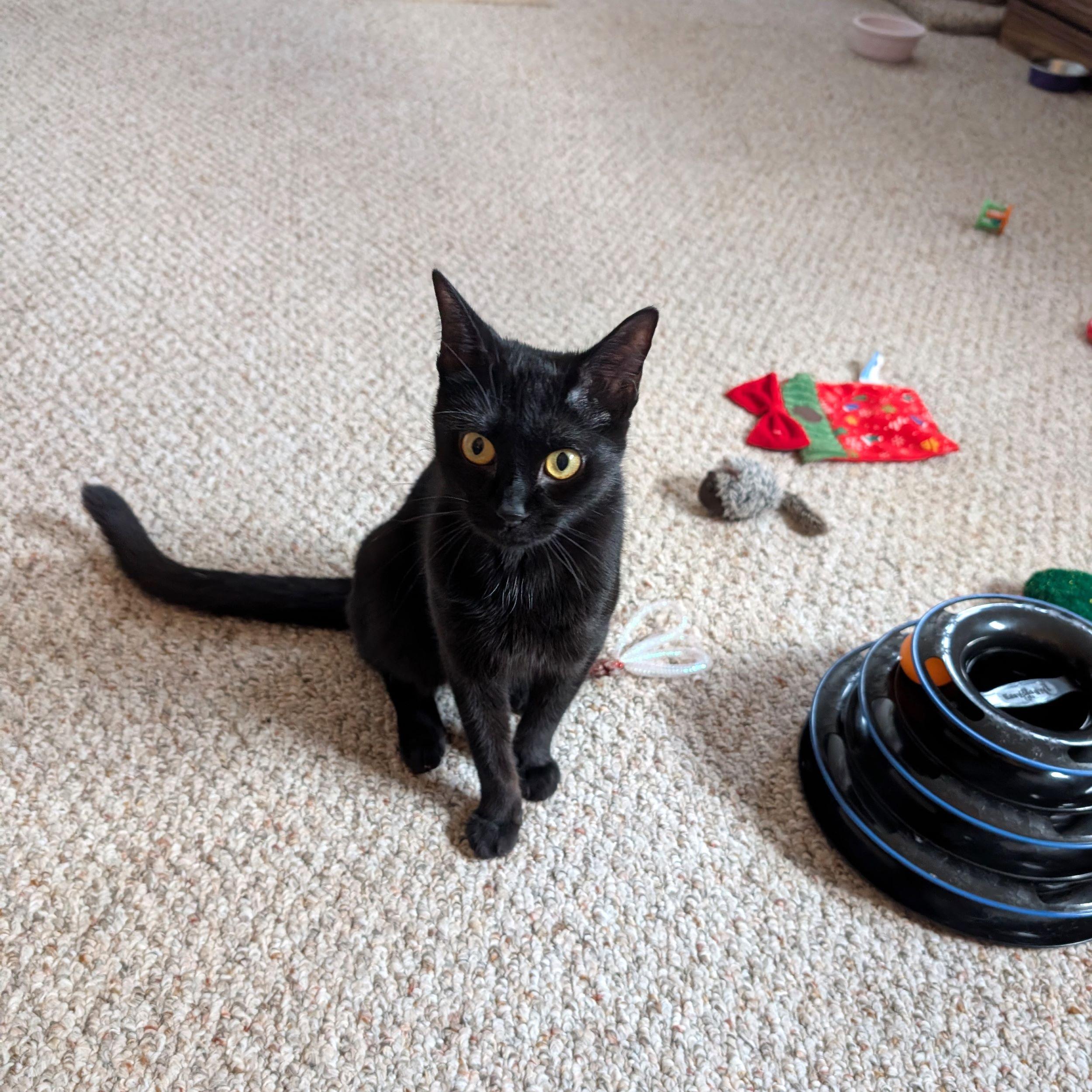 Hayley, an adoptable Domestic Short Hair in Calgary, AB, T2E 3Z7 | Photo Image 2