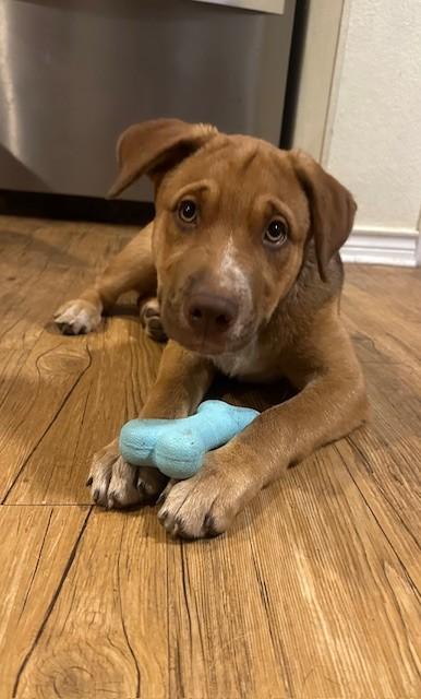 Enlarge Biscuit, an adopted mixed breed in Seattle, WA image 4/4