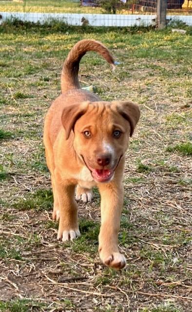 Enlarge Biscuit, an adopted mixed breed in Seattle, WA image 2/4