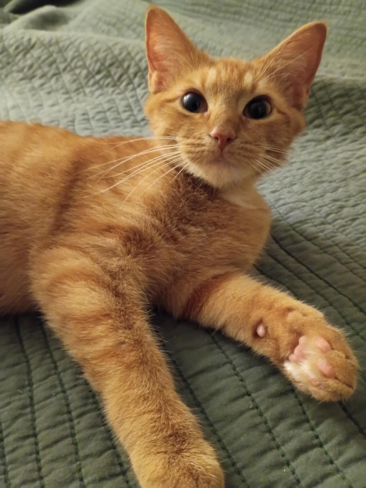 POPPY (Rare Orange Female), Adopted, Young Female Domestic Short Hair.