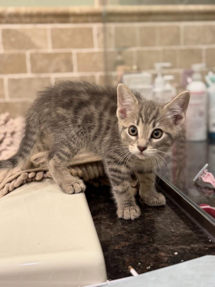 Woody, ADOPTABLE, Kitten Male Domestic Short Hair.