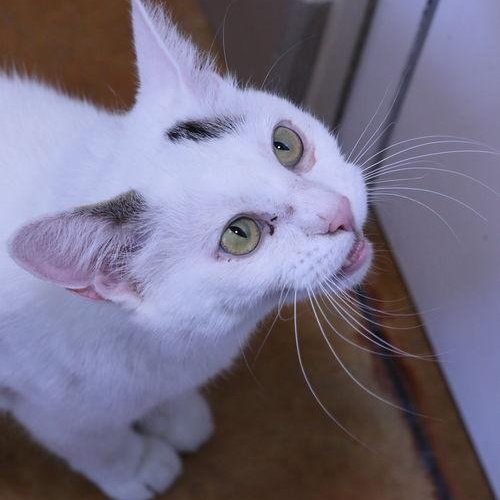 Enlarge Ida, a ADOPTABLE Domestic Short Hair in Minneapolis, MN image 3/5