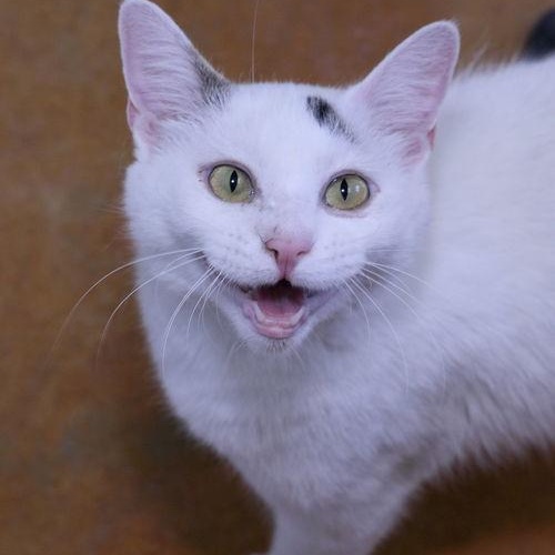 Enlarge Ida, a ADOPTABLE Domestic Short Hair in Minneapolis, MN image 1/5