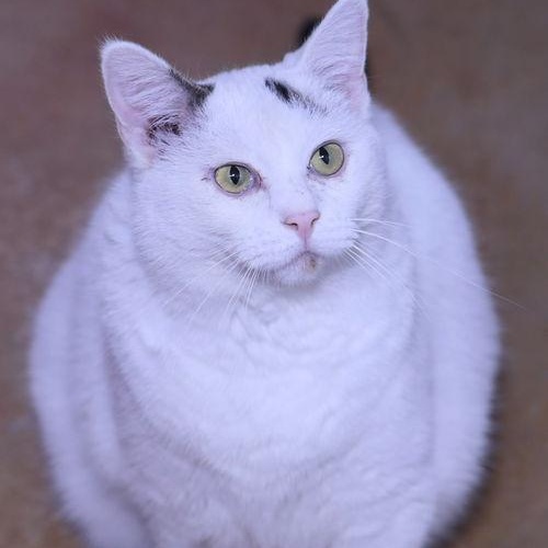 Enlarge Ida, a ADOPTABLE Domestic Short Hair in Minneapolis, MN image 5/5