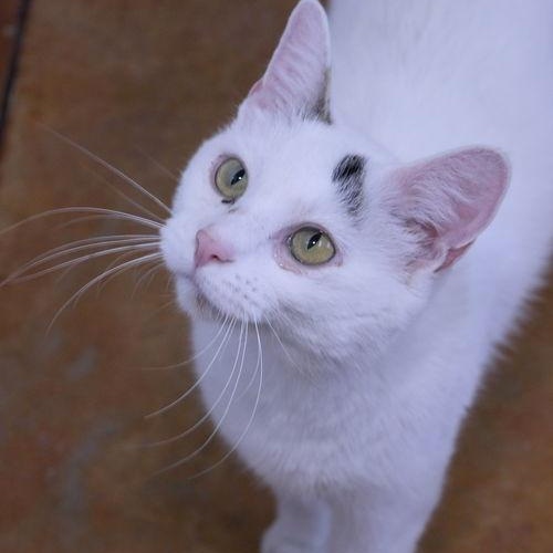 Enlarge Ida, a ADOPTABLE Domestic Short Hair in Minneapolis, MN image 4/5