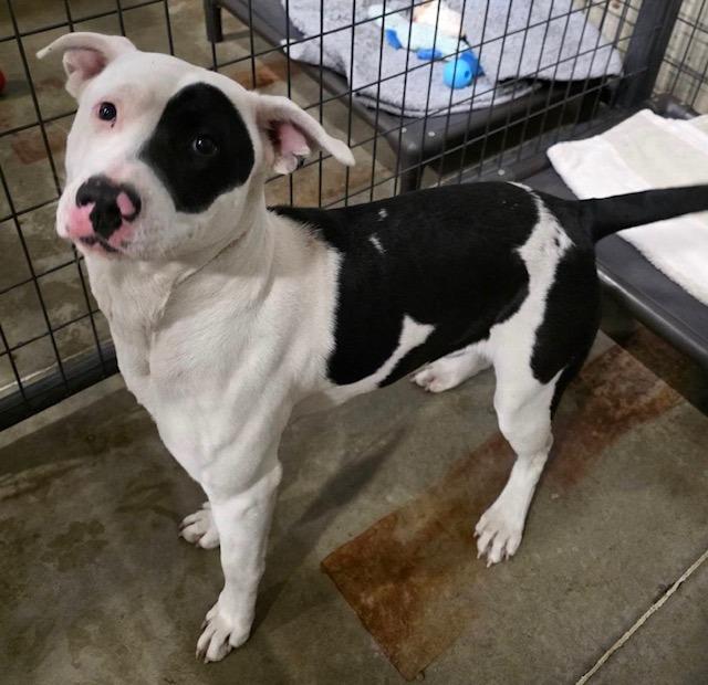 Lady 26-9592, Adoptable, Young Female Mixed Breed.