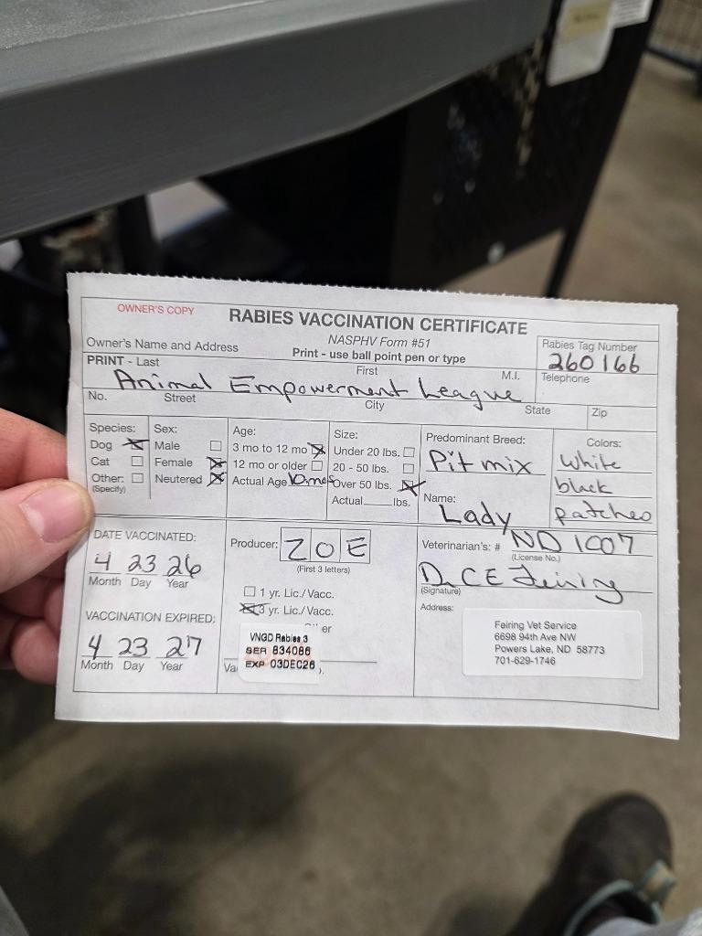 Enlarge Lady 26-9592, a Adoptable mixed breed in Minot, ND image 2/2