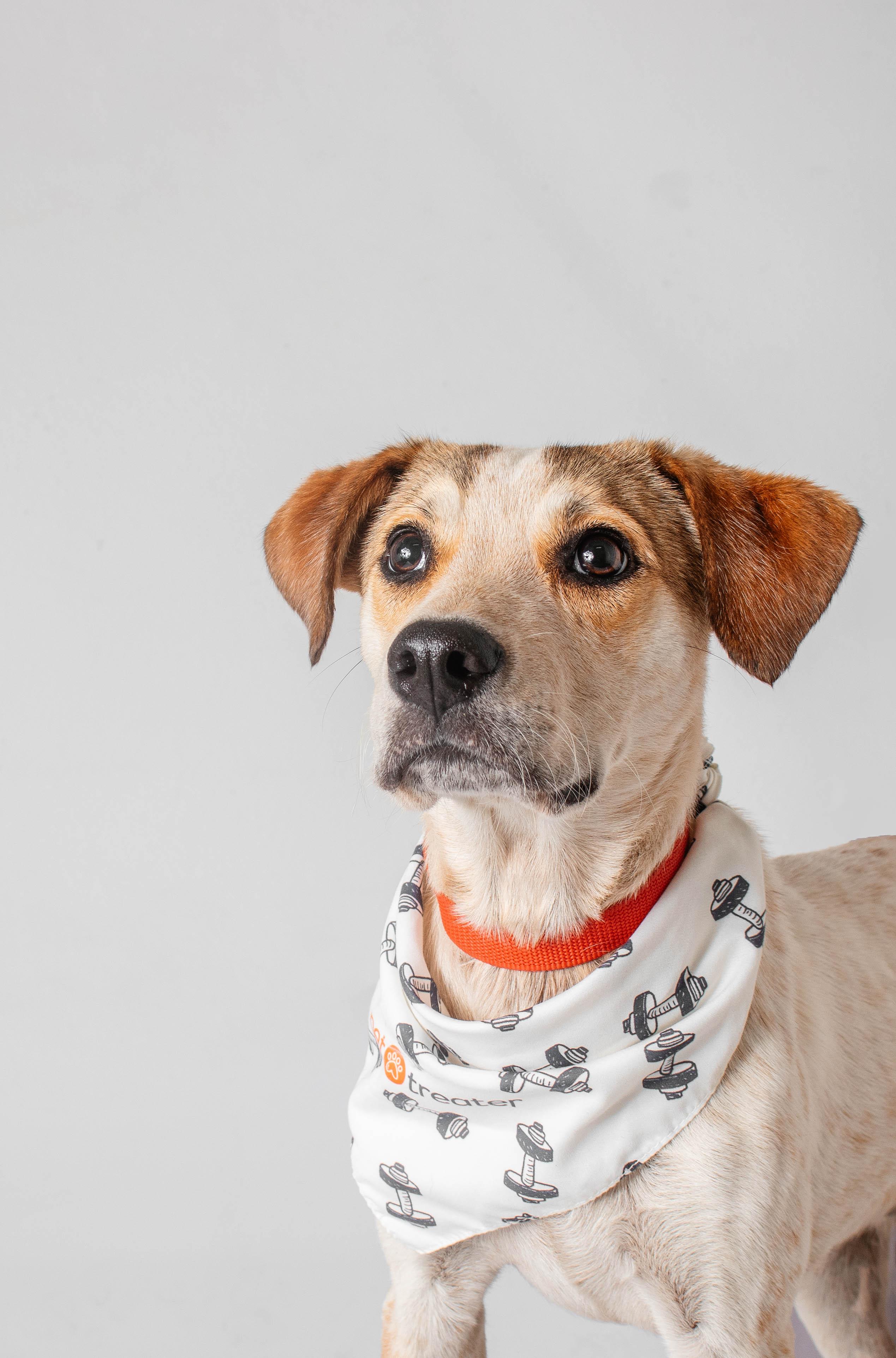 Fraiser, ADOPTABLE, Adult Male Hound.