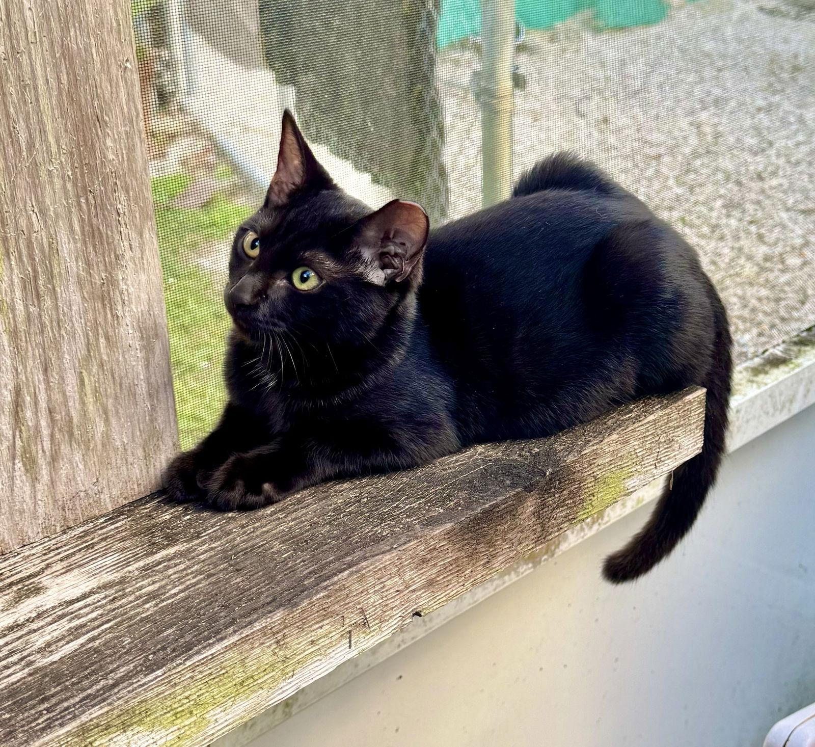 Enlarge Winchester, a Adopted Domestic Short Hair in East Derry, NH image 1/1