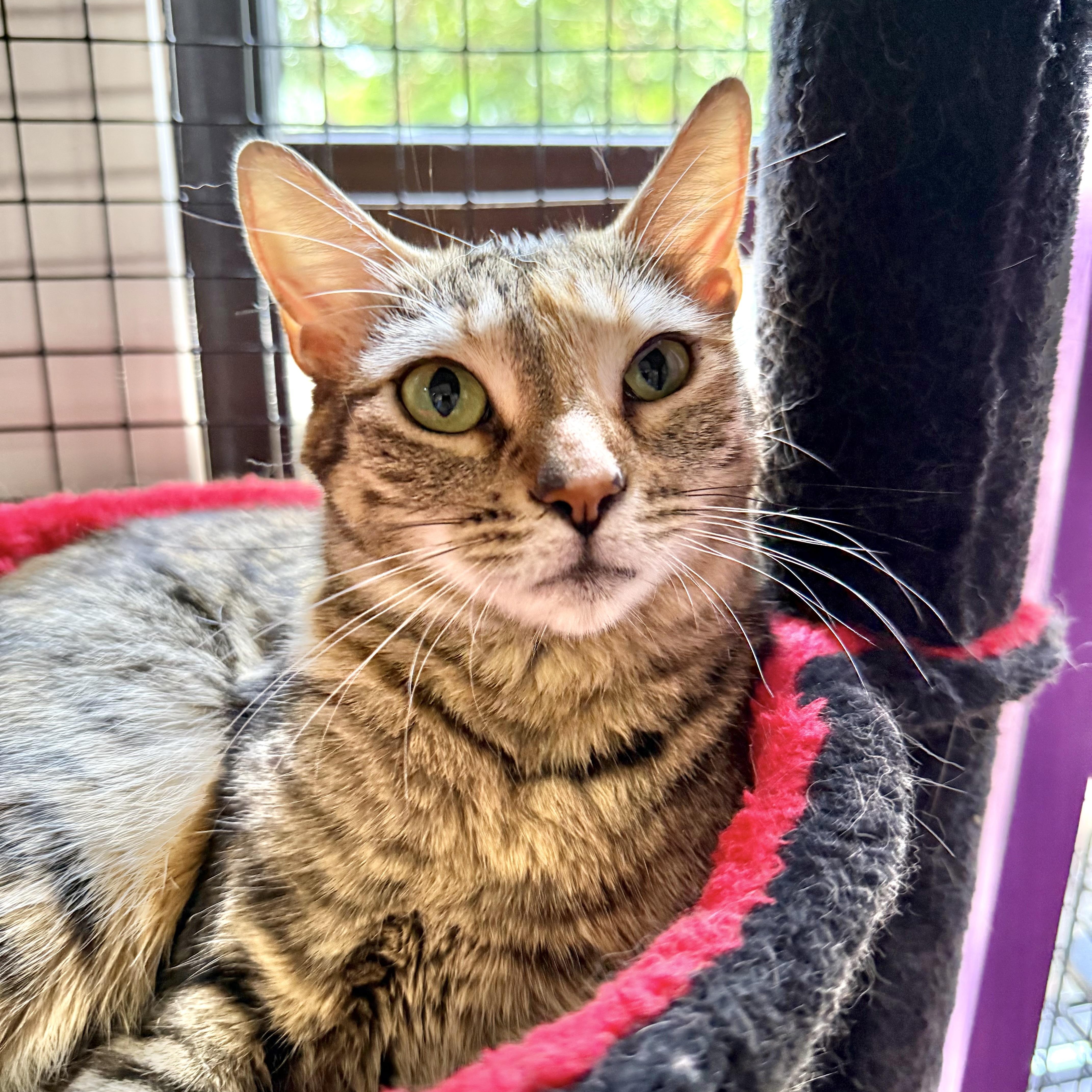 GG, a ADOPTABLE Domestic Short Hair in Collierville, TN image 5/5