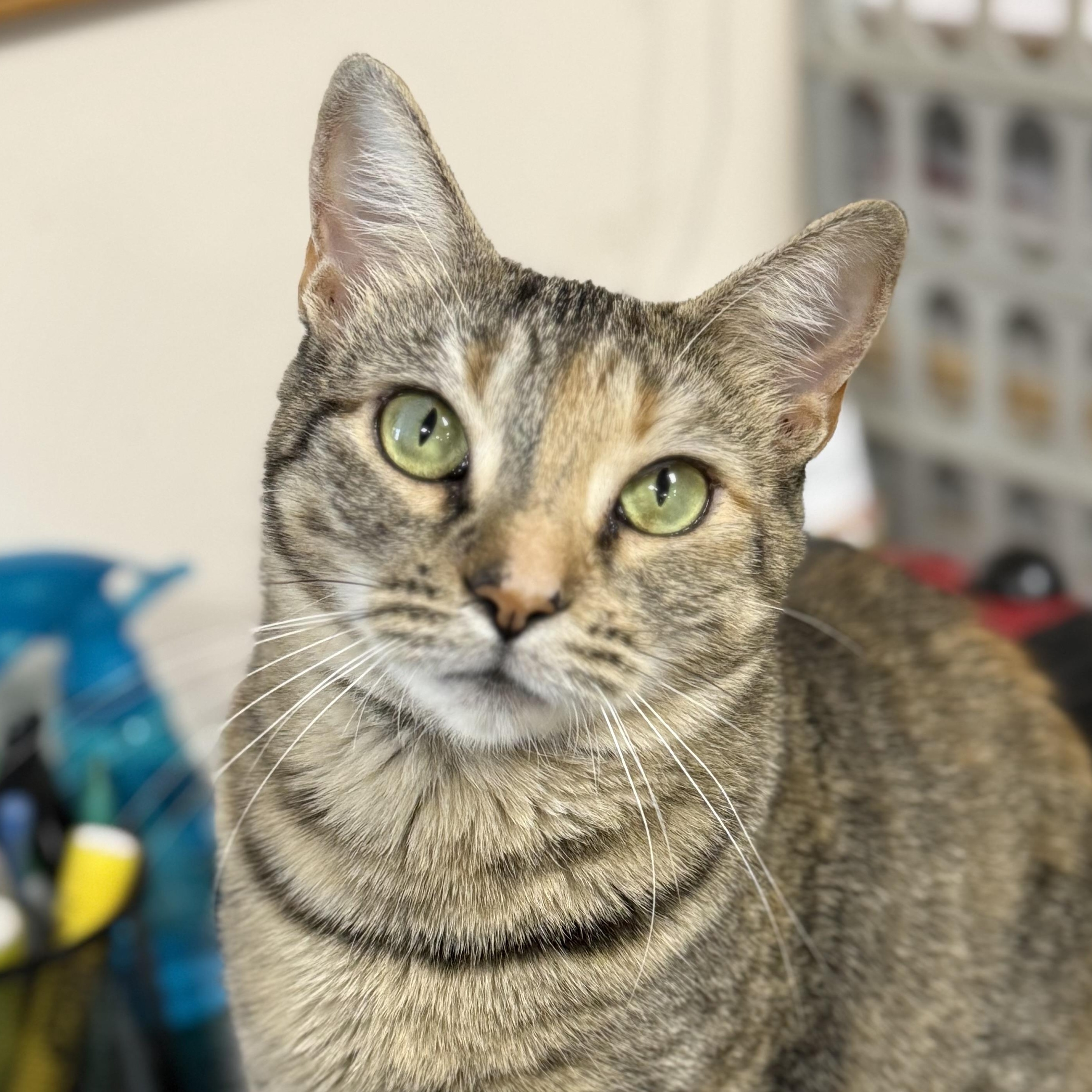 GG, ADOPTABLE, Adult Female Domestic Short Hair.