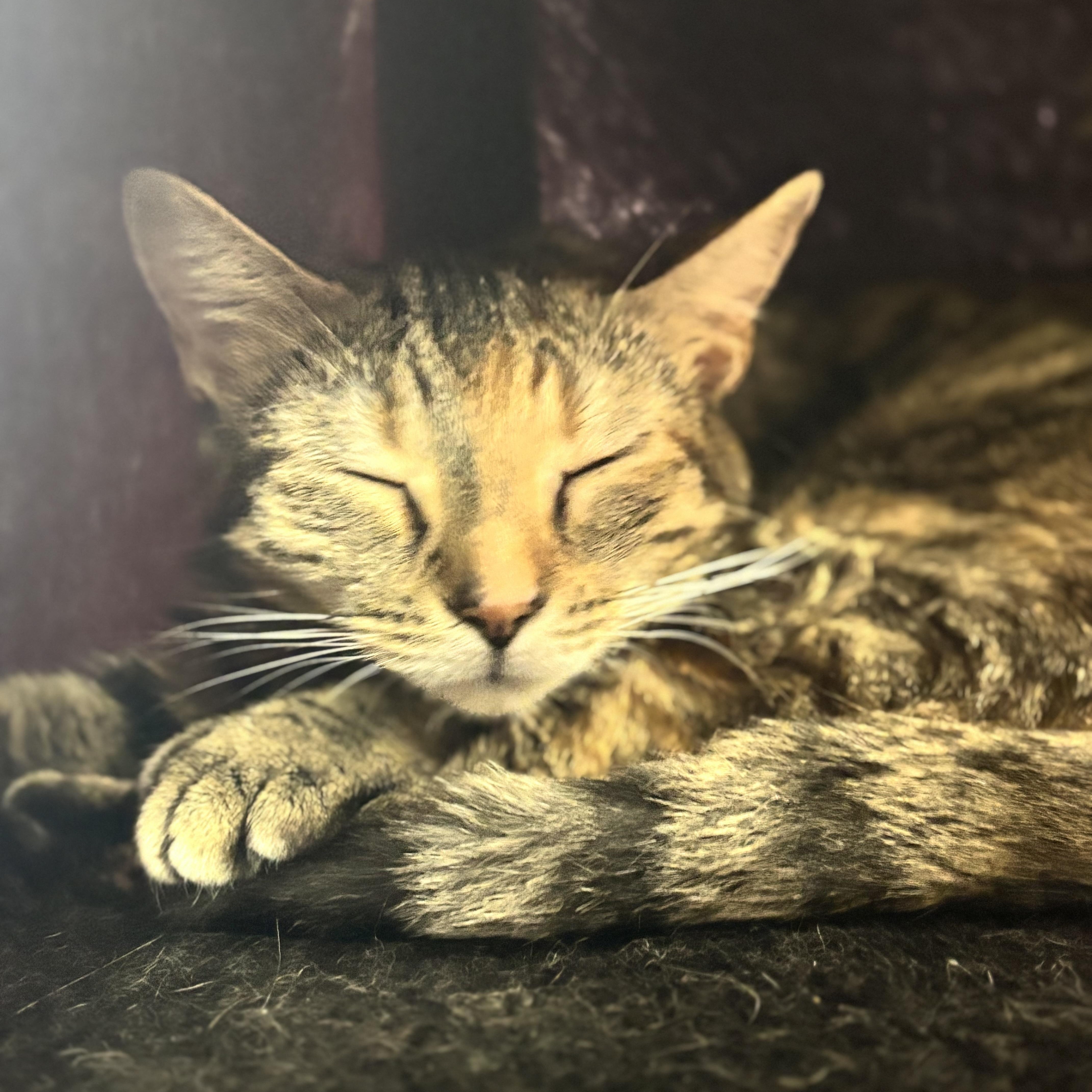 GG, a ADOPTABLE Domestic Short Hair in Collierville, TN image 3/5